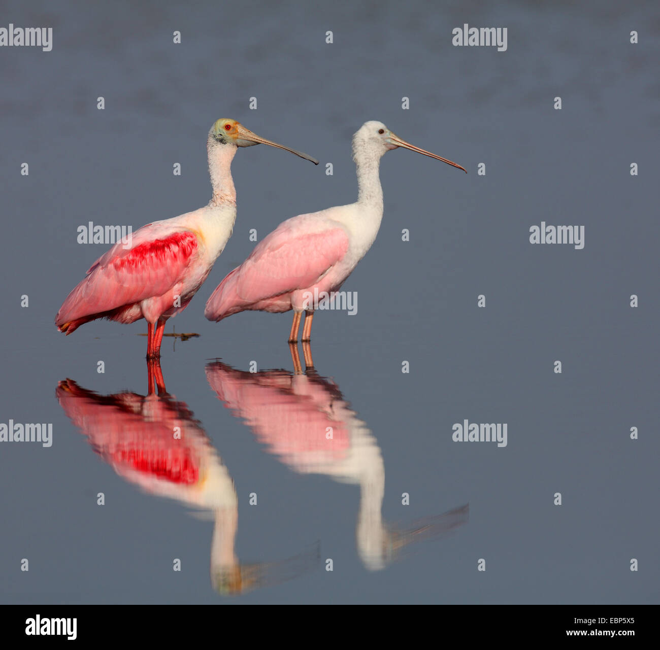 Roseate spoonbill (Ajaia ajaia), adulti e immaturi spoonbill stand in acque poco profonde, immagine speculare, STATI UNITI D'AMERICA, Florida Foto Stock