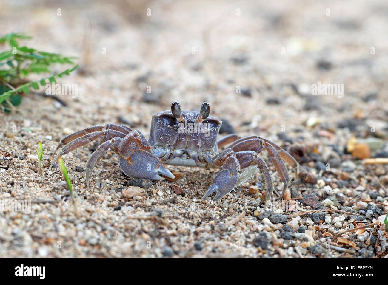 Il granchio fantasma (Ocypode cordimana, Ocypode cordimanus), corsa sulla spiaggia, Seychelles, Mahe Foto Stock