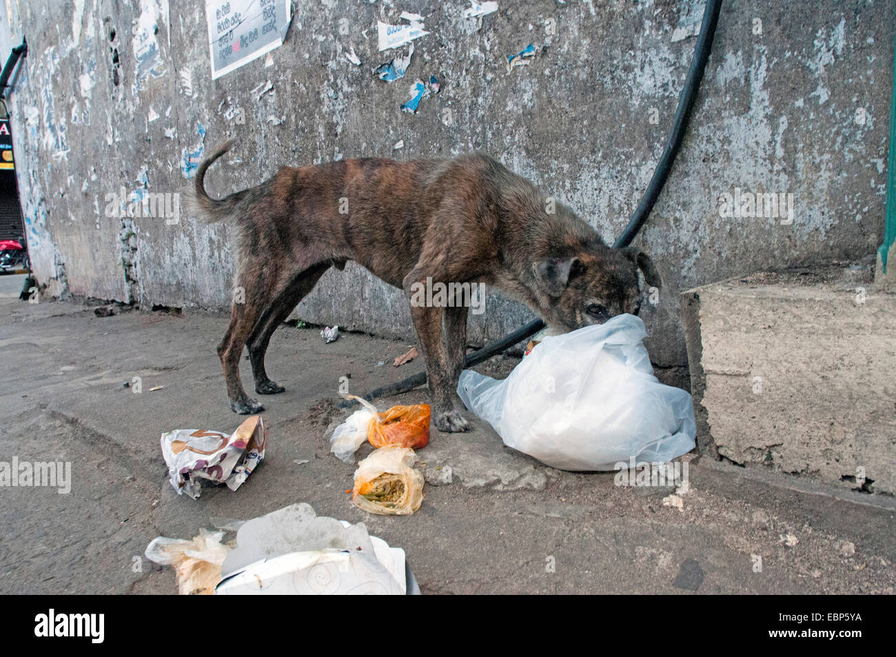 Cane (Canis lupus familiaris ), street cane la ricerca di cibo nella spazzatura, Sri Lanka Foto Stock