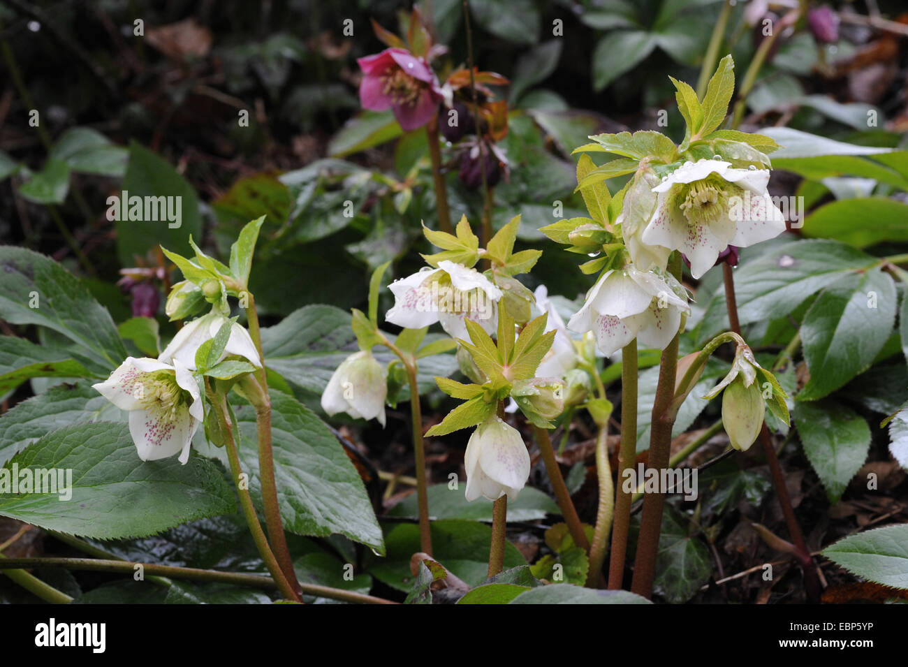 L'elleboro (Helleborus spec.), fioritura Foto Stock