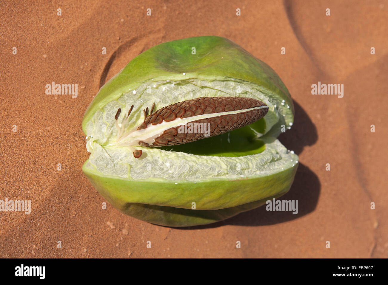 Calotrope, Apple di Sodoma, Sodoma apple, Mudar, Osheror stabragh (Calotropis procera, Asclepias procera, A. gigantea), aperto frutta, Sodoma apple, Marocco Foto Stock