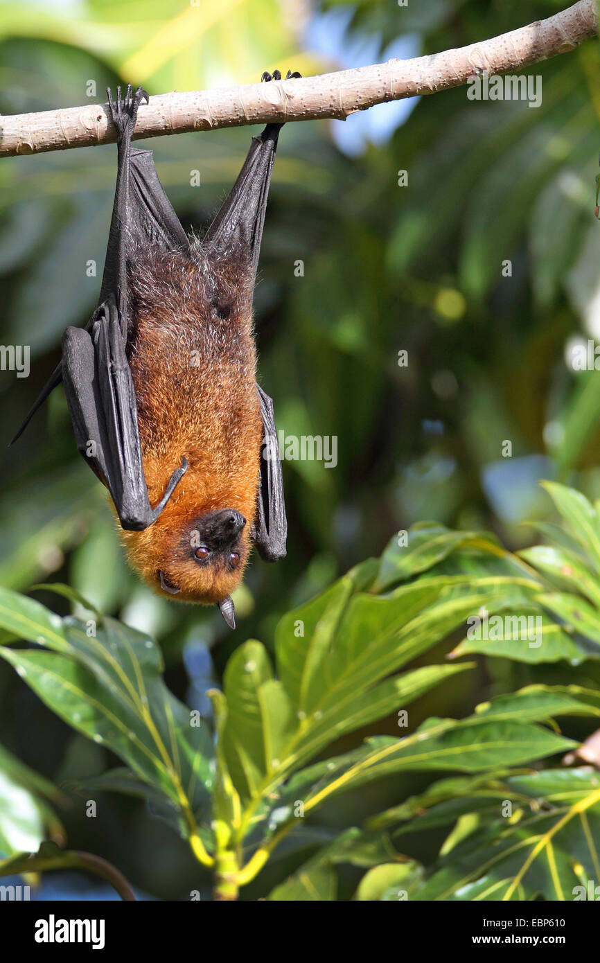Seychelles flying fox, frutto delle seychelles bat (Pteropus seychellensis), appeso a un albero, Seychelles, Mahe Foto Stock