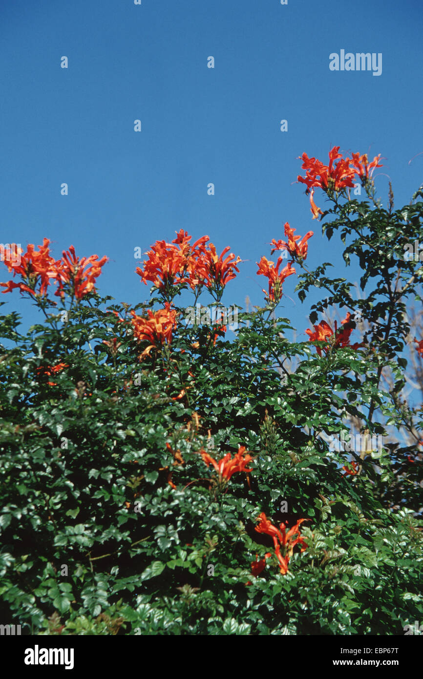 Caprifoglio del capo (Tecomaria capensis, Tecoma capensis), fioritura Foto Stock