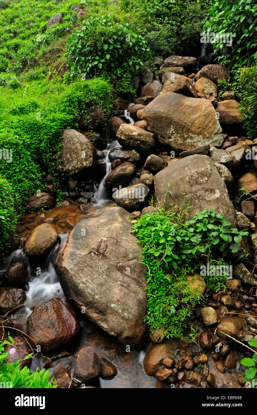 Creek, Sri Lanka Foto Stock