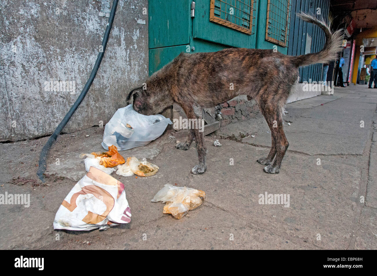 Cane domestico (Canis lupus f. familiaris), strada cane la ricerca di cibo nella spazzatura, Sri Lanka Foto Stock