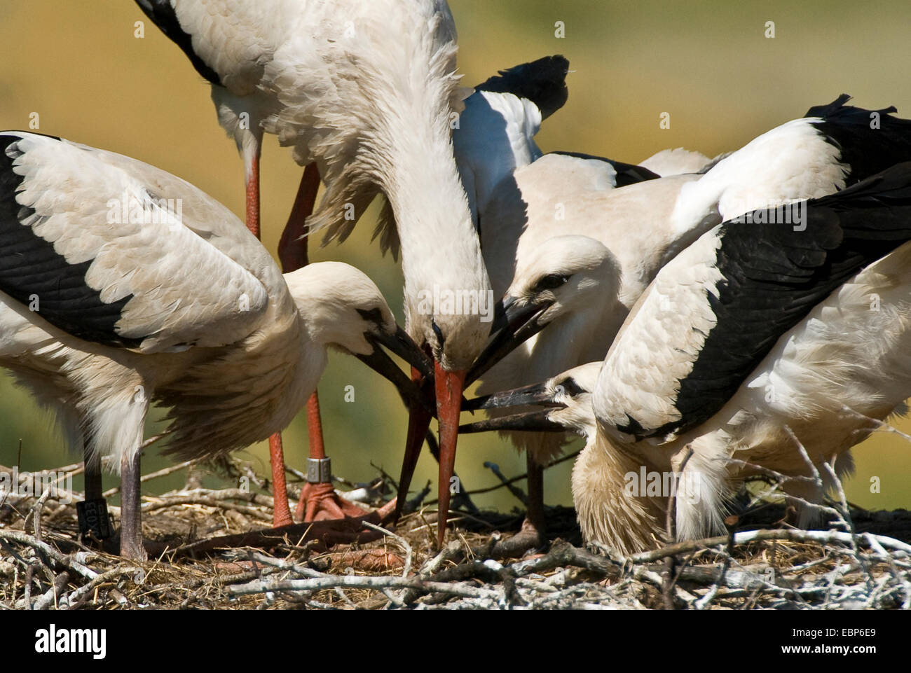 Cicogna bianca (Ciconia ciconia), alimentando il novellame al nido, in Germania, in Renania settentrionale-Vestfalia Foto Stock