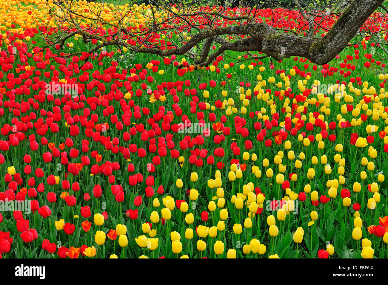 Fioritura di tulipani, Germania, Mainau Foto Stock