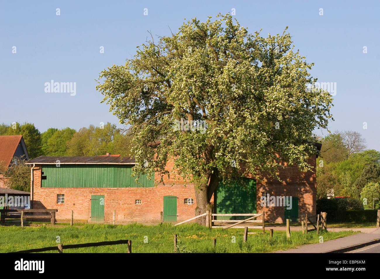 La pera comune (Pyrus communis), in un villaggio nella parte anteriore di un fienile, Germania Foto Stock La pera comune (Pyrus communis), in un villaggio nella parte anteriore di un fienile, Germania Foto Stock