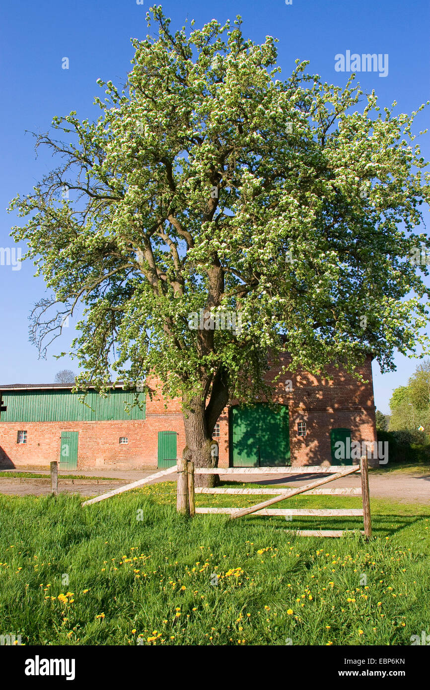 La pera comune (Pyrus communis), in un villaggio nella parte anteriore di un fienile, Germania Foto Stock La pera comune (Pyrus communis), in un villaggio nella parte anteriore di un fienile, Germania Foto Stock
