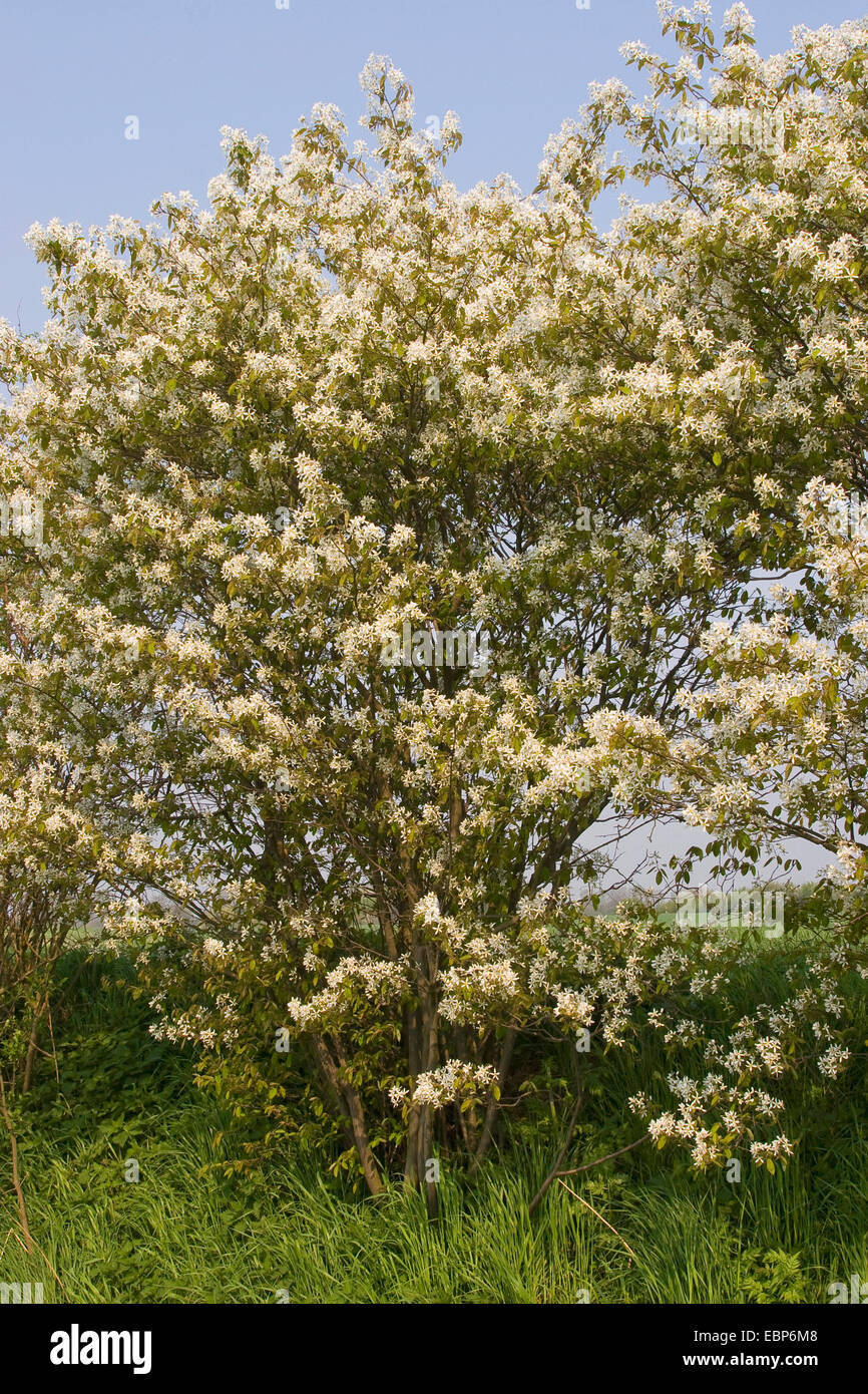 Lamarck's Serviceberry (Amelanchier lamarckii), fioritura Foto Stock