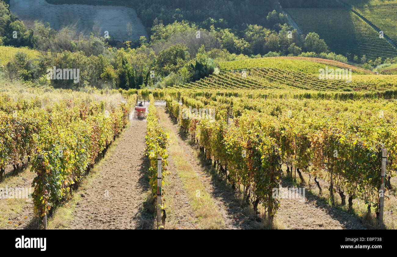 L'Italia,panorama di vigneti del Piemonte: Langhe-Roero e Monferrato nella Lista del Patrimonio Mondiale UNESCO Foto Stock