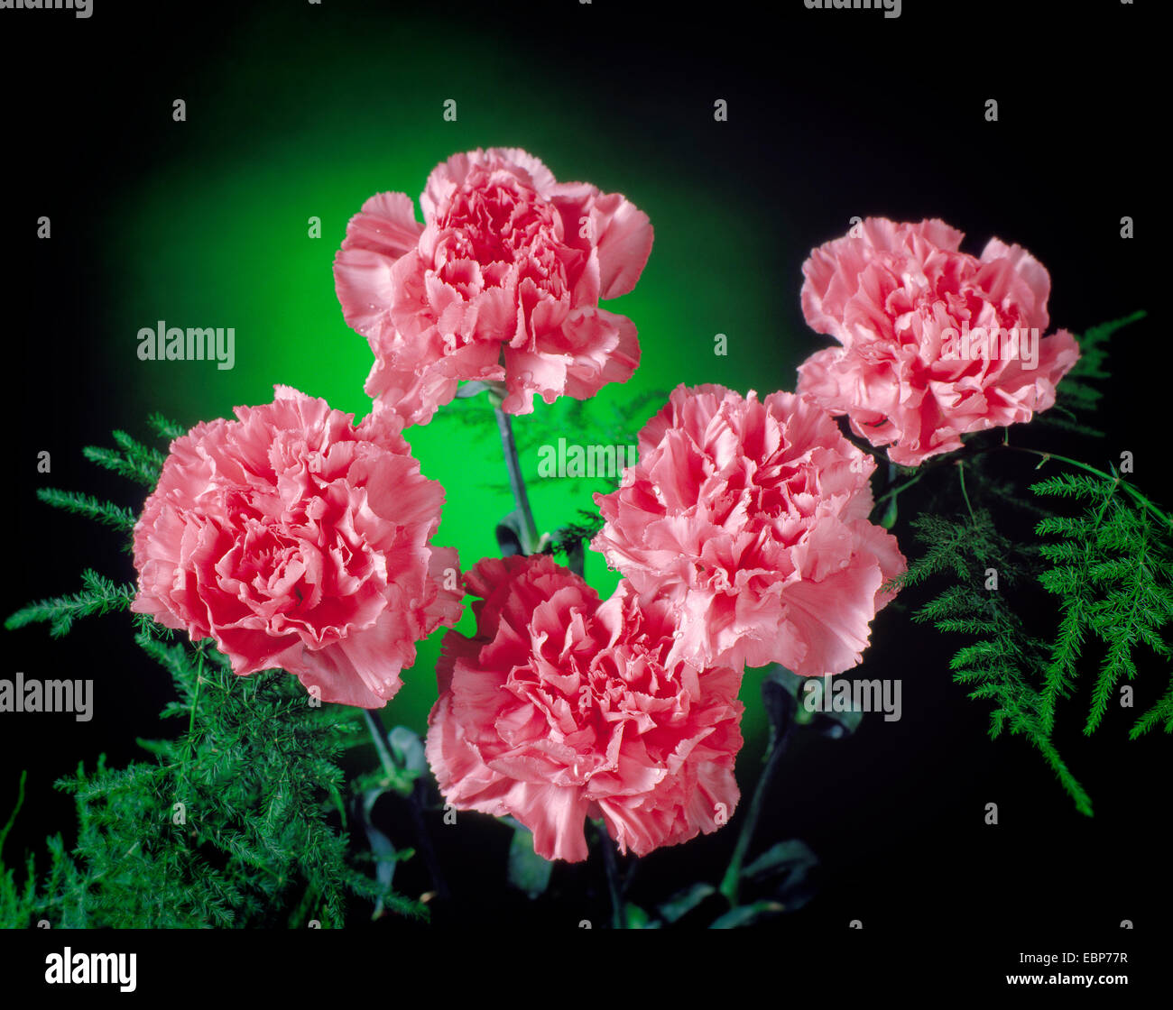 Garofani rosa Foto Stock