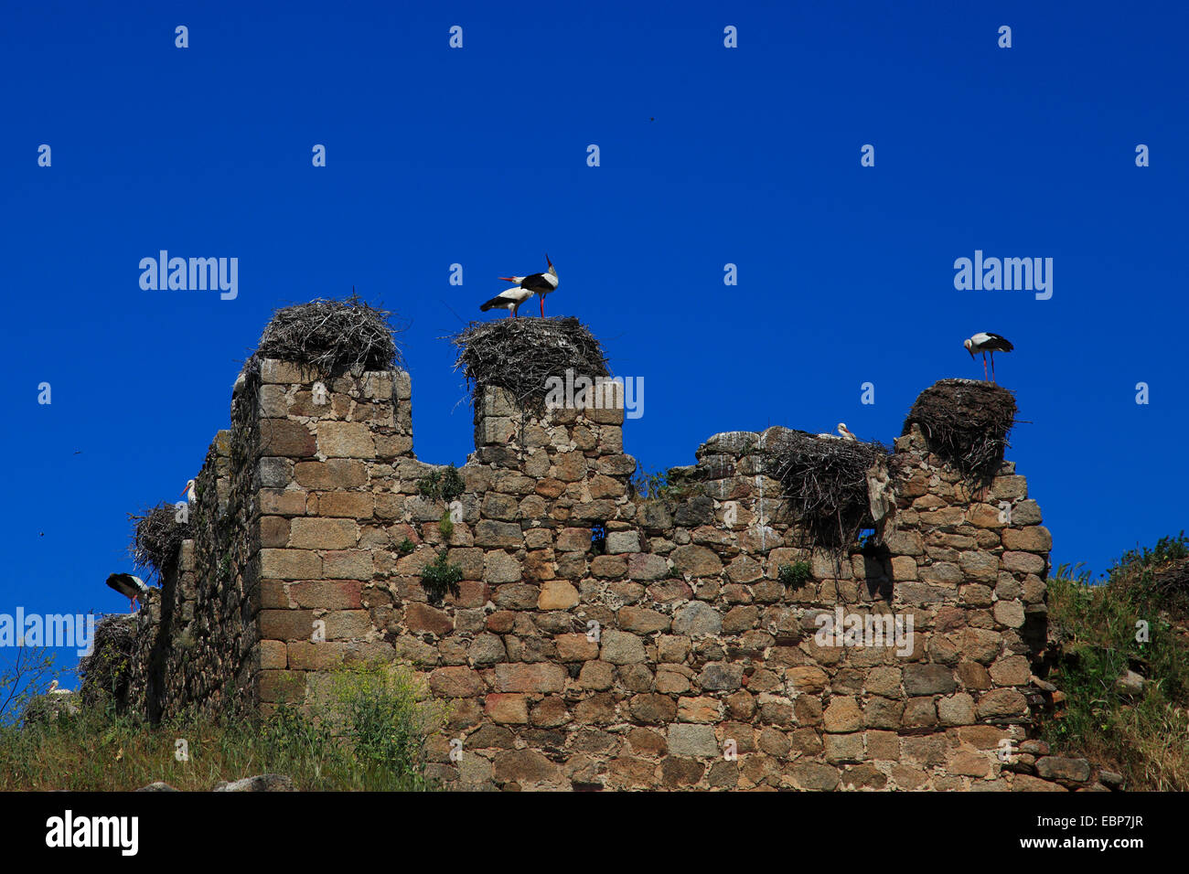 Cicogna bianca (Ciconia ciconia), l'allevamento in una casa ruine, Spagna Estremadura Foto Stock