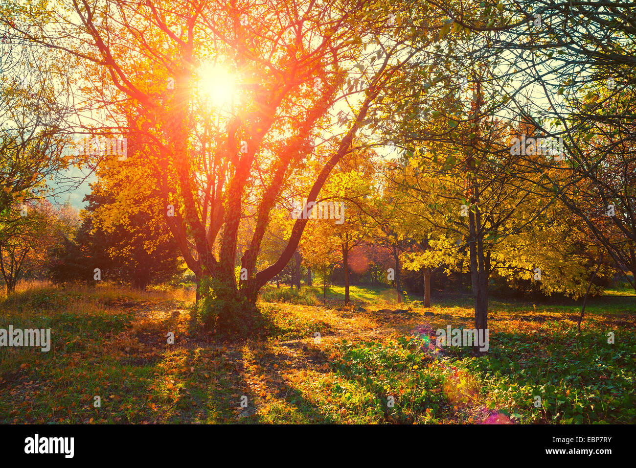 Giardino botanico di Tbilisi in autunno, Georgia paese Foto Stock
