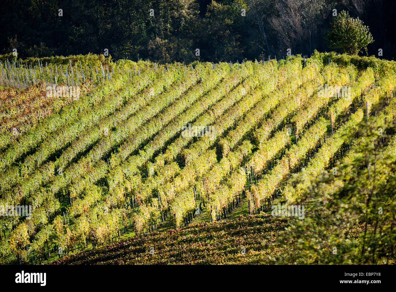 L'Italia,panorama di vigneti del Piemonte: Langhe-Roero e Monferrato nella Lista del Patrimonio Mondiale UNESCO Foto Stock