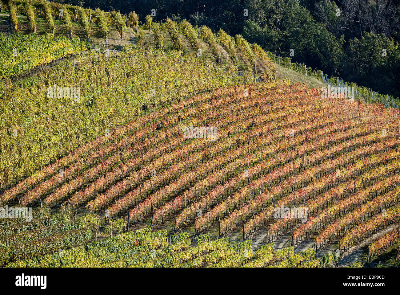 L'Italia,panorama di vigneti del Piemonte: Langhe-Roero e Monferrato nella Lista del Patrimonio Mondiale UNESCO Foto Stock