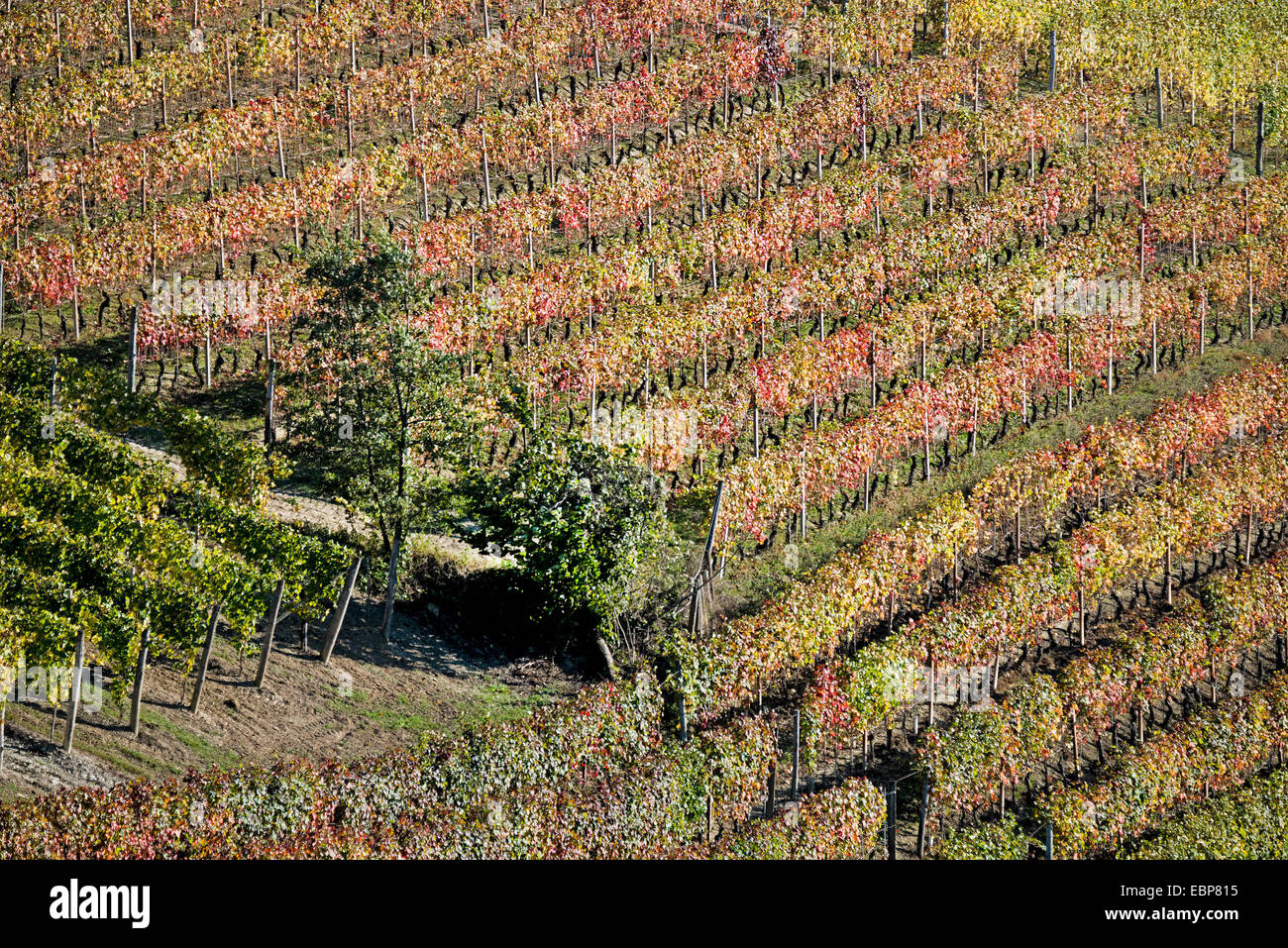 L'Italia,panorama di vigneti del Piemonte: Langhe-Roero e Monferrato nella Lista del Patrimonio Mondiale UNESCO Foto Stock