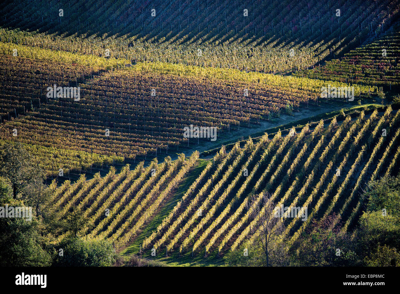 L'Italia,panorama di vigneti del Piemonte: Langhe-Roero e Monferrato nella Lista del Patrimonio Mondiale UNESCO Foto Stock