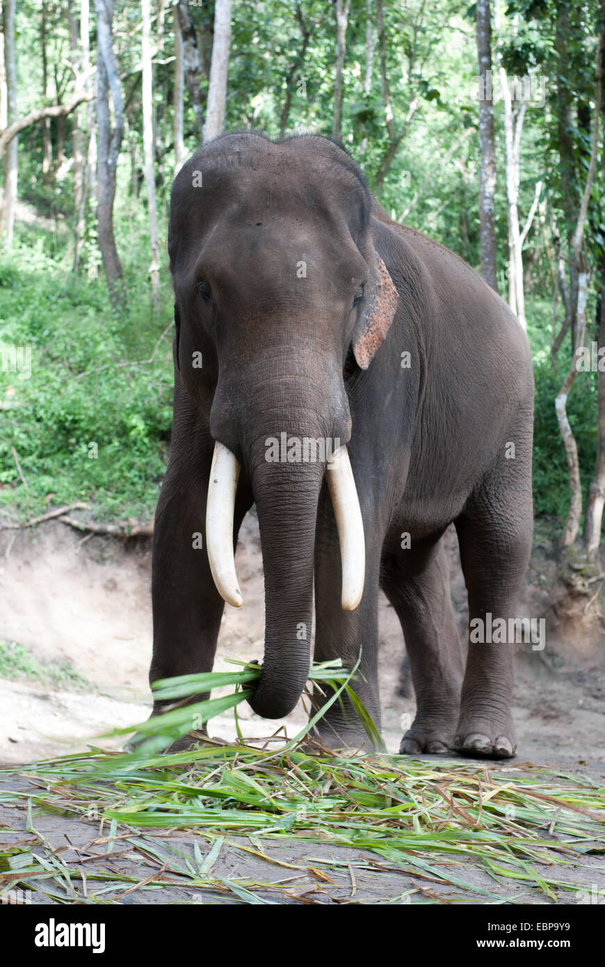 Un ragazzo giovane elefante spuntini sul bambù nella giungla di Chiang Mai, Thailandia Foto Stock