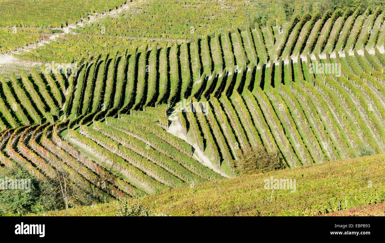 L'Italia,panorama di vigneti del Piemonte: Langhe-Roero e Monferrato nella Lista del Patrimonio Mondiale UNESCO Foto Stock