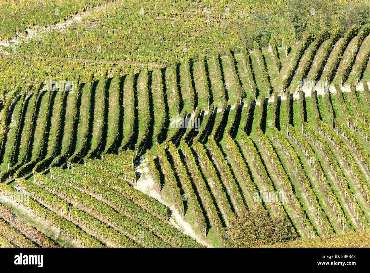 L'Italia,panorama di vigneti del Piemonte: Langhe-Roero e Monferrato nella Lista del Patrimonio Mondiale UNESCO Foto Stock
