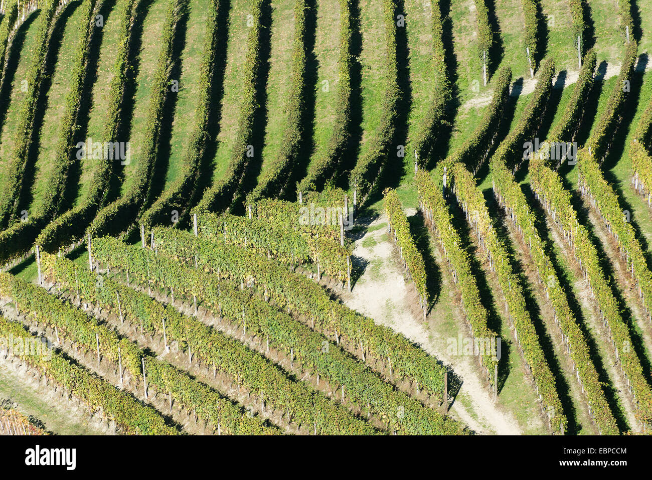 L'Italia,panorama di vigneti del Piemonte: Langhe-Roero e Monferrato nella Lista del Patrimonio Mondiale UNESCO Foto Stock