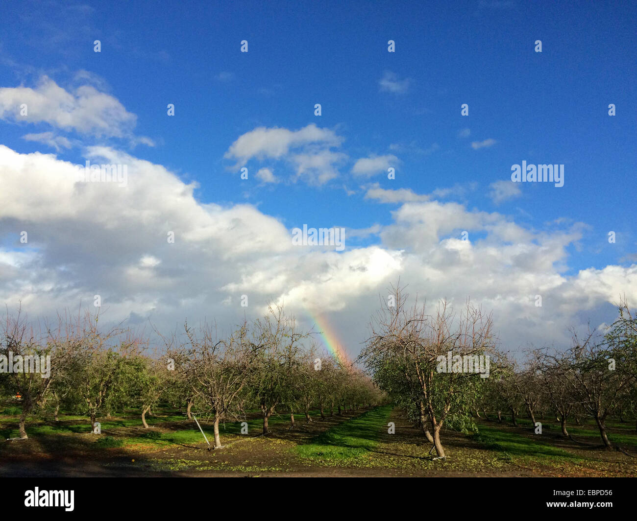 San Joaquin Valley (Valle Centrale), Stanislao County, California, Stati Uniti d'America. Dicembre 3, 2014. San Joaquin Valley (Valle Centrale), Stanislao County, California, Stati Uniti d'America. Un arcobaleno appare sopra una mandorla California orchard durante una pausa nella pioggia tempeste. Credito: Don Bartell/Alamy Live News Foto Stock