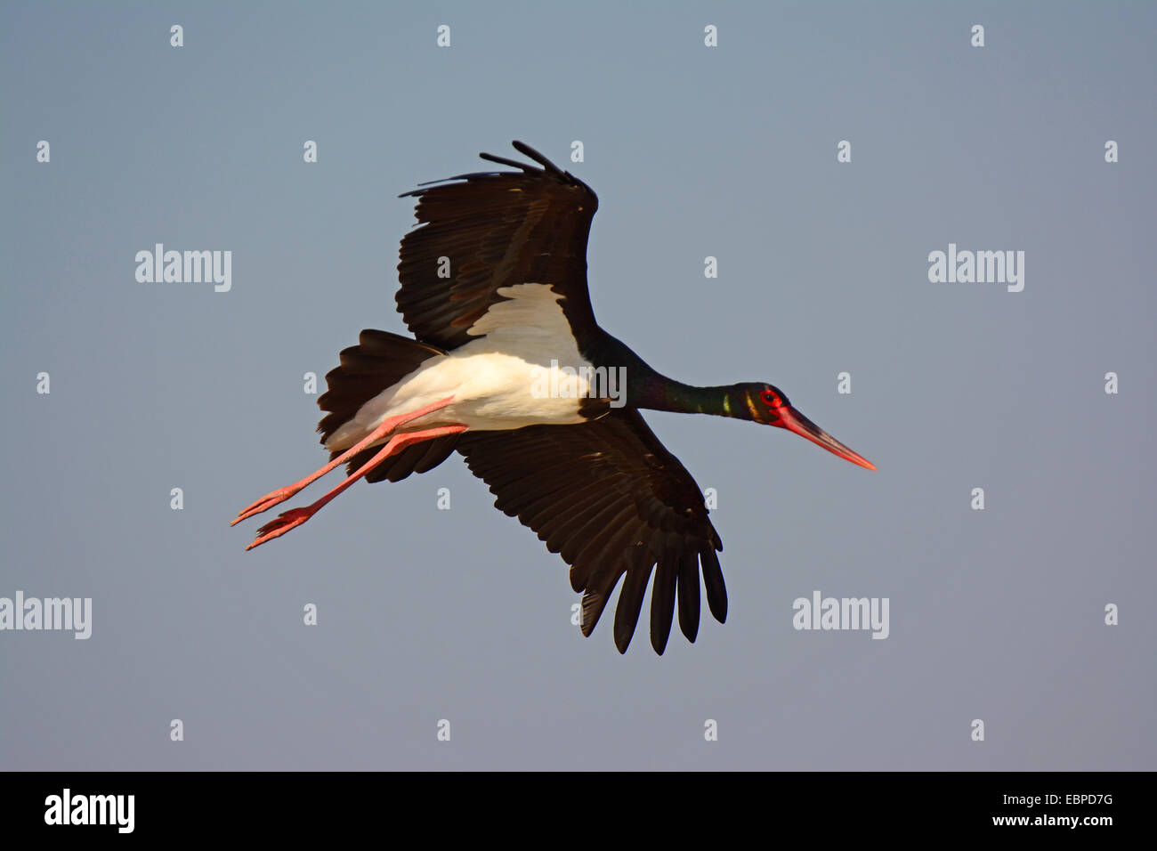 Cicogna Nera- Ciconia nigra battenti Foto Stock