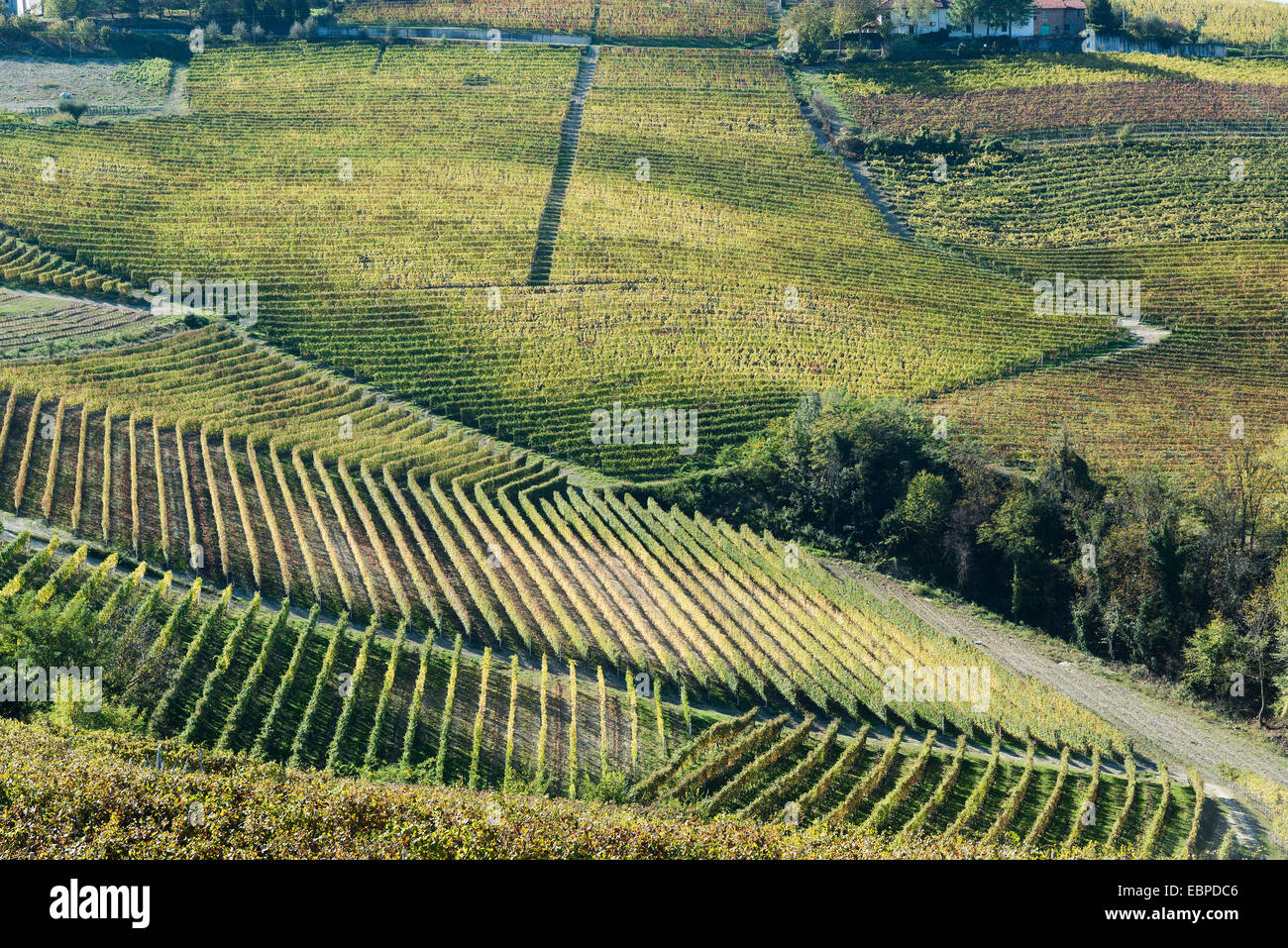 L'Italia,panorama di vigneti del Piemonte: Langhe-Roero e Monferrato nella Lista del Patrimonio Mondiale UNESCO Foto Stock