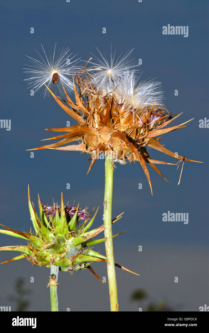 Thorn disperdendo i semi con il vento Foto Stock