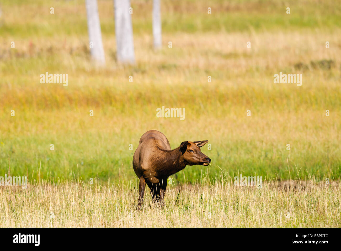 Wild Doe Elk in una valle fluviale, il Parco Nazionale di Yellowstone Wyoming, STATI UNITI D'AMERICA Foto Stock