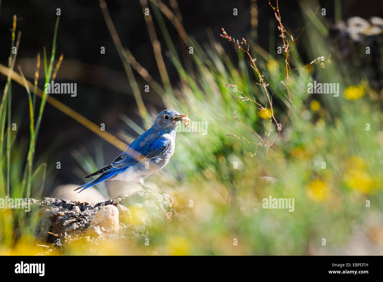 Mountain Bluebird mangiando insetti, il Parco Nazionale di Yellowstone Foto Stock