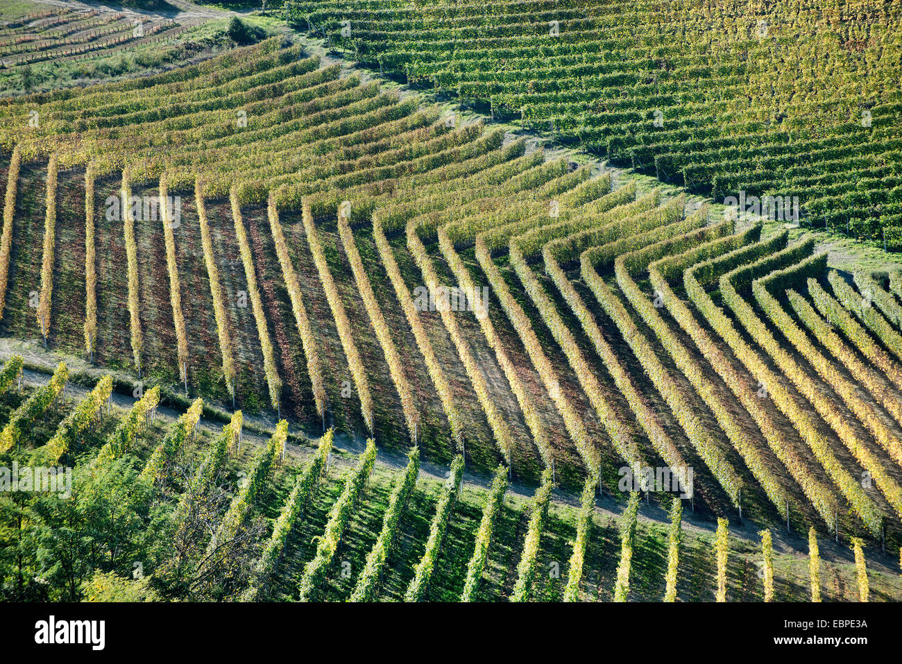 L'Italia,panorama di vigneti del Piemonte: Langhe-Roero e Monferrato nella Lista del Patrimonio Mondiale UNESCO Foto Stock