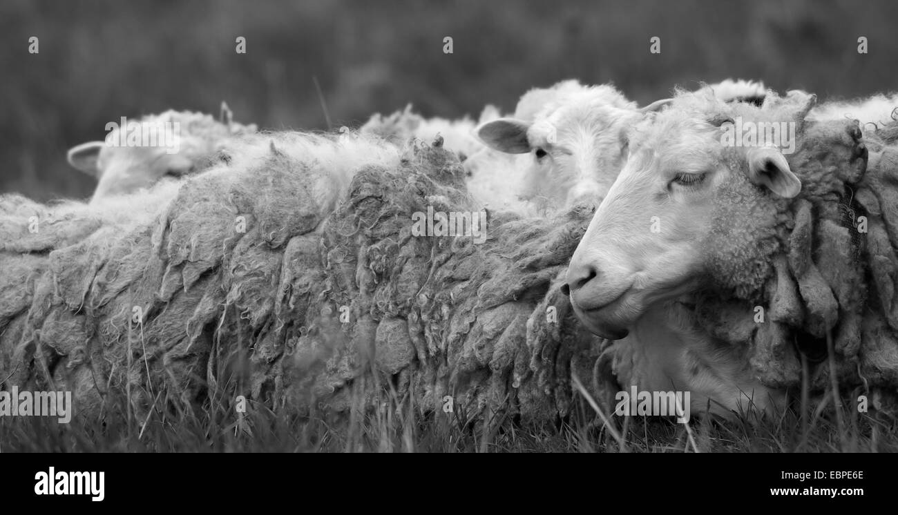 La fotografia in bianco e nero di ovini, poggiano su un prato. Foto Stock