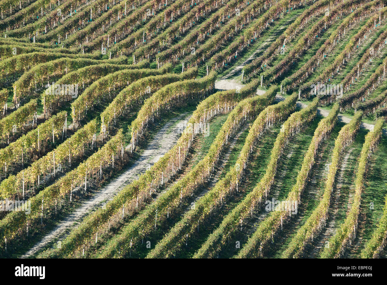 L'Italia,panorama di vigneti del Piemonte: Langhe-Roero e Monferrato nella Lista del Patrimonio Mondiale UNESCO. Foto Stock