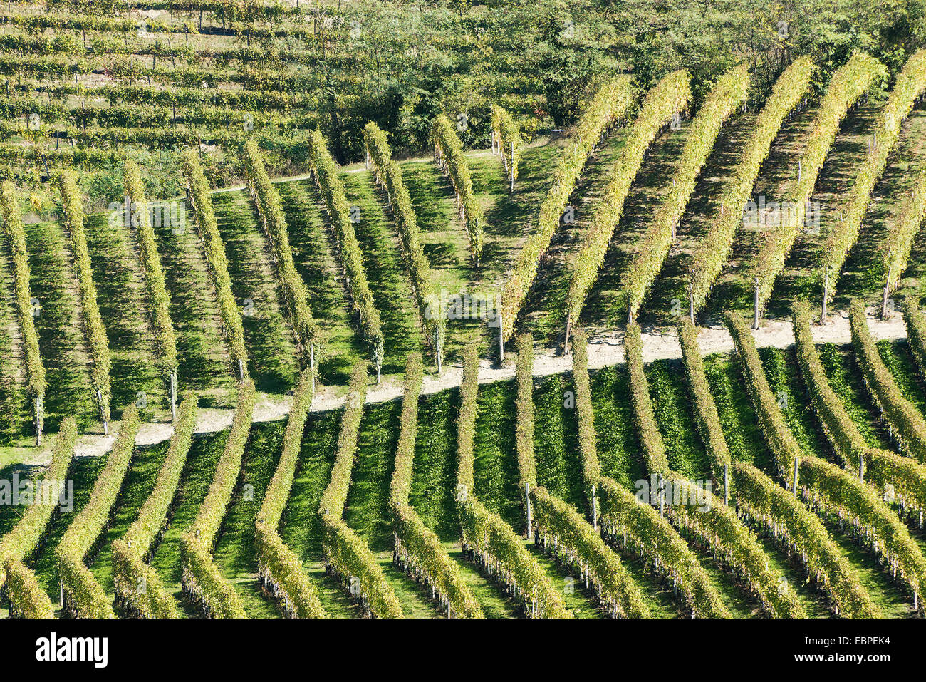 L'Italia,panorama di vigneti del Piemonte: Langhe-Roero e Monferrato nella Lista del Patrimonio Mondiale UNESCO Foto Stock