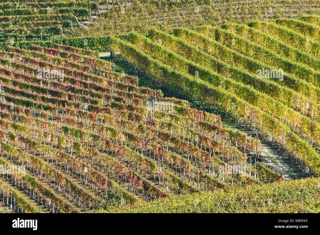 L'Italia,panorama di vigneti del Piemonte: Langhe-Roero e Monferrato nella Lista del Patrimonio Mondiale UNESCO Foto Stock