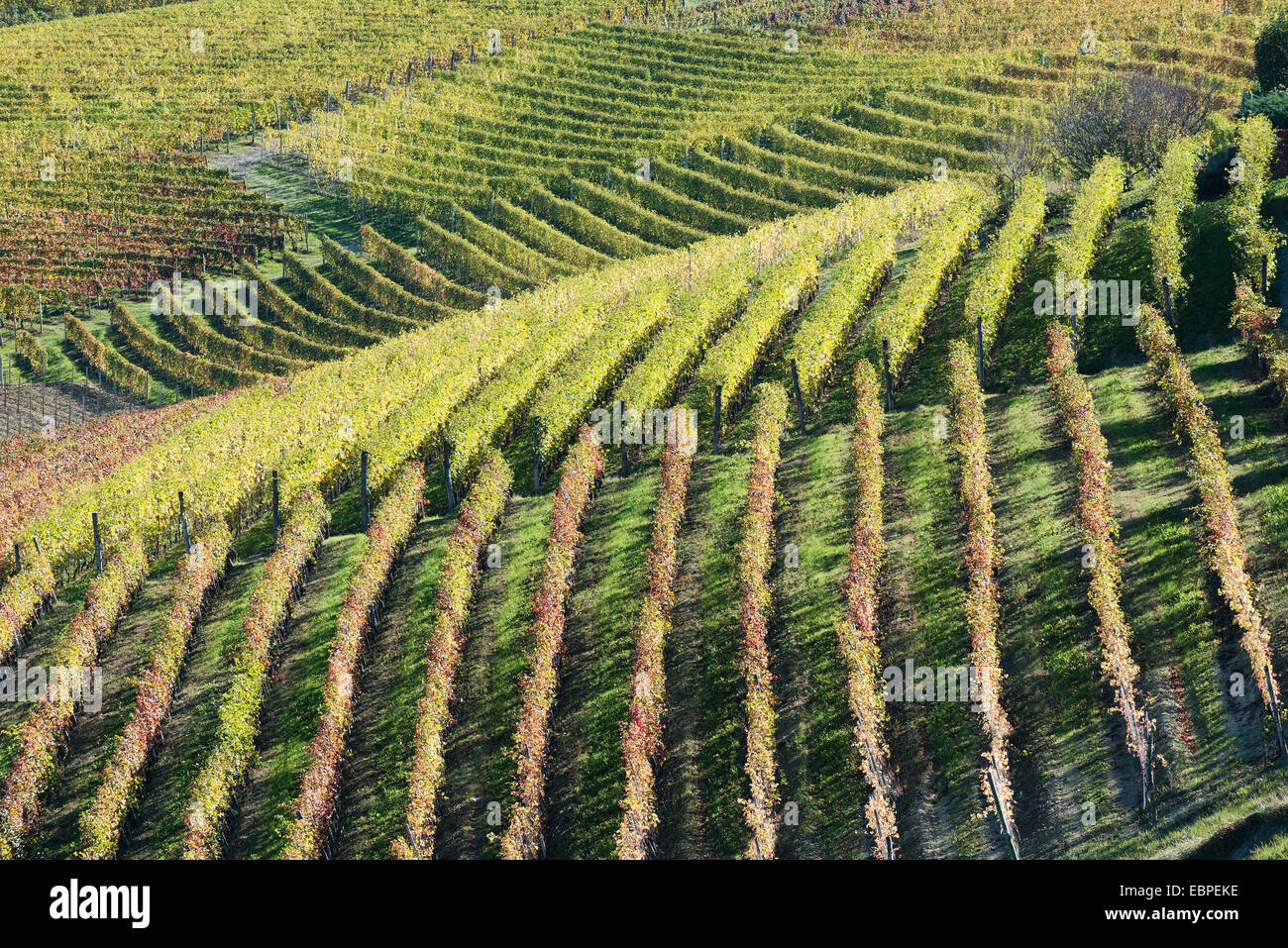 L'Italia,panorama di vigneti del Piemonte: Langhe-Roero e Monferrato nella Lista del Patrimonio Mondiale UNESCO Foto Stock