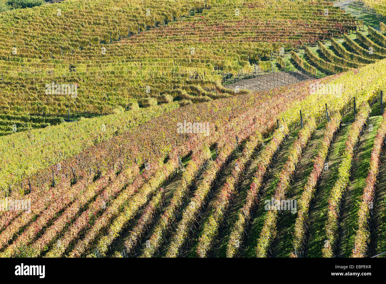 L'Italia,panorama di vigneti del Piemonte: Langhe-Roero e Monferrato nella Lista del Patrimonio Mondiale UNESCO Foto Stock