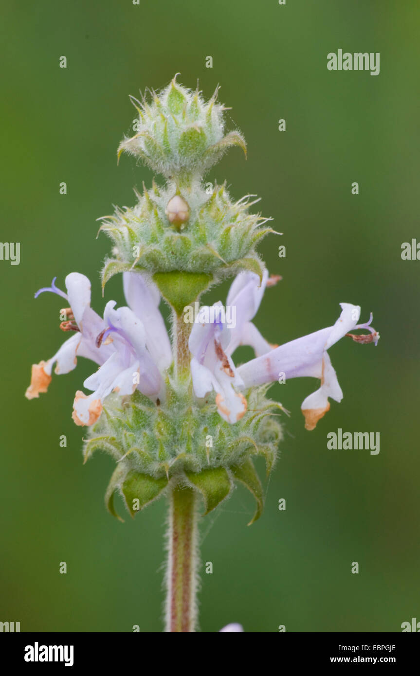 Nero salvia (Salvia mellifera), Torrey Pines State Reserve, California Foto Stock