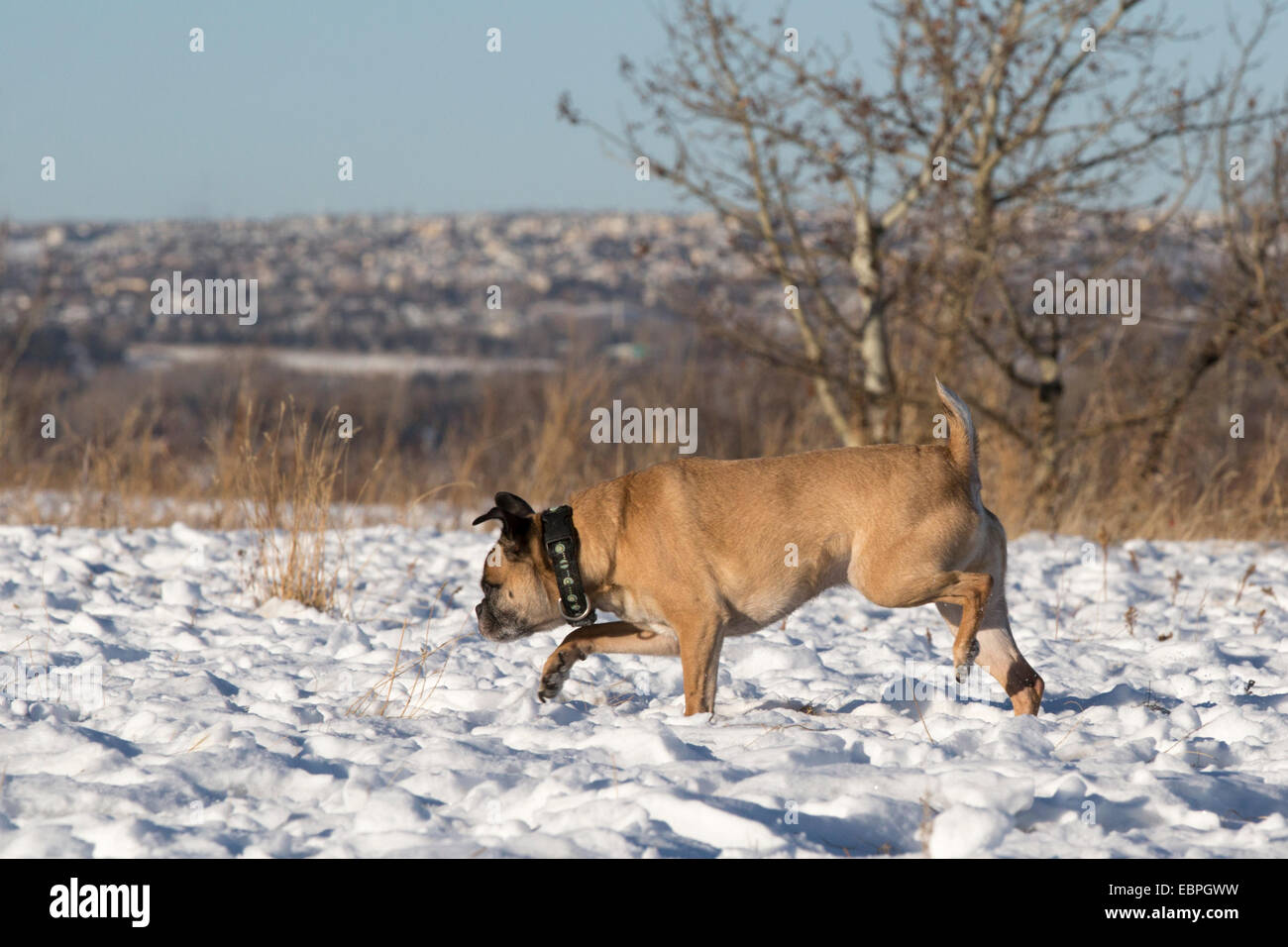 Bugg cane (croce tra Boston Terrier e Pug) in esecuzione libera nella zona off-guinzaglio, Edworthy Park, Calgary Foto Stock