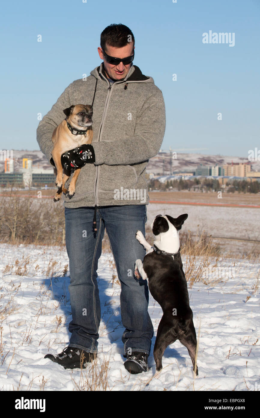 Uomo con i suoi cani Boston Terrier e Bugg (incrocio tra Boston Terrier e Pug) nel parco Edworthy Foto Stock