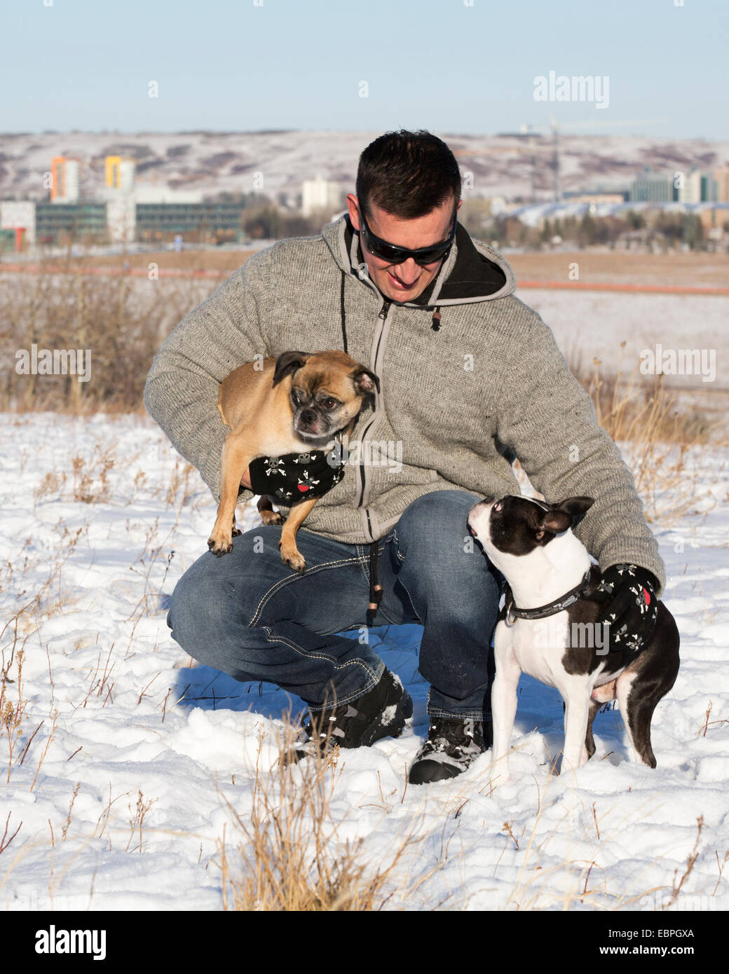 Uomo con i suoi cani senior Boston Terrier e Bugg (incrocio tra Boston Terrier e Pug) nel parco cittadino Foto Stock