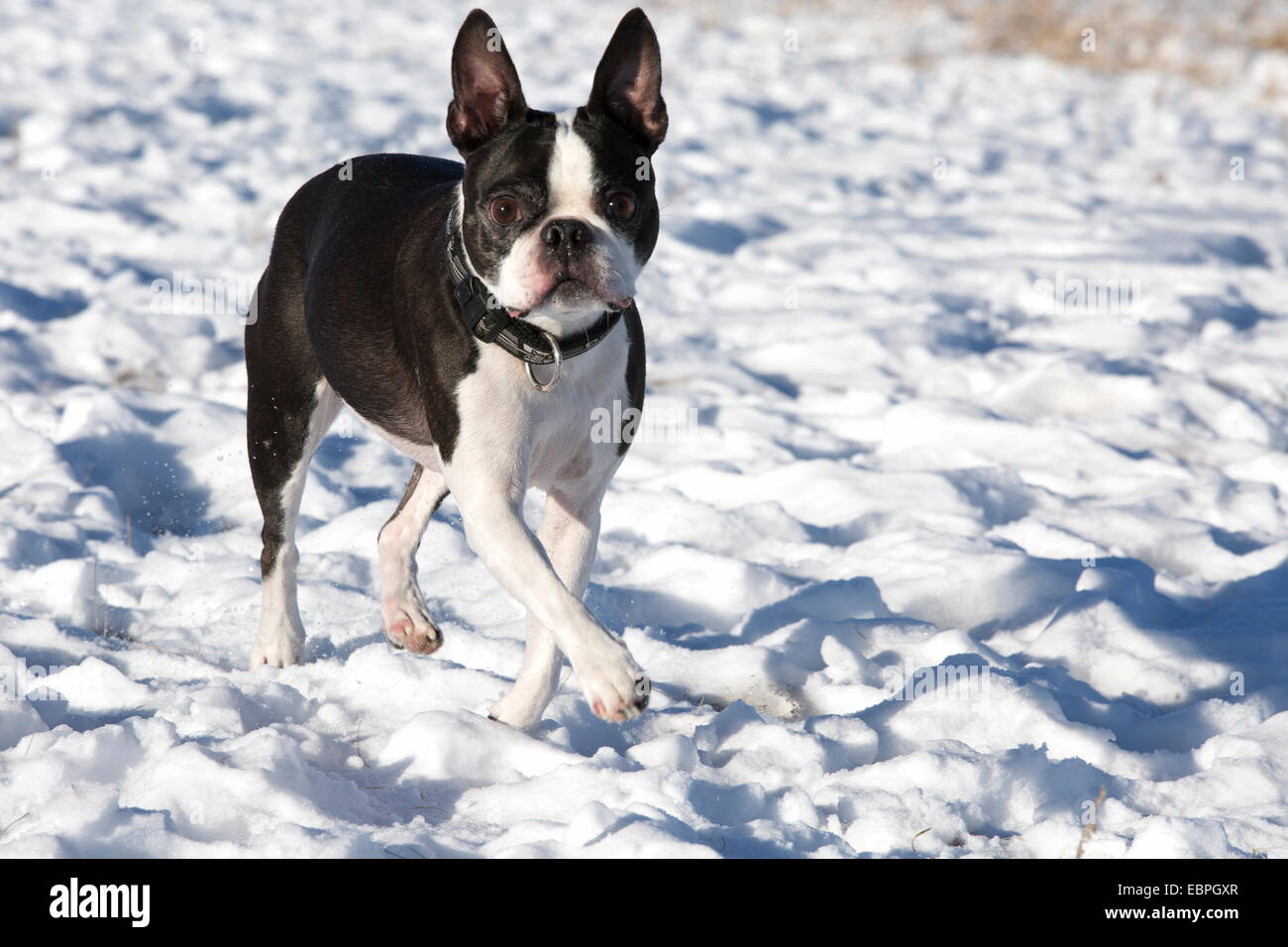 Boston Terrier di undici anni che corre attraverso la neve nel parco dei cani Foto Stock