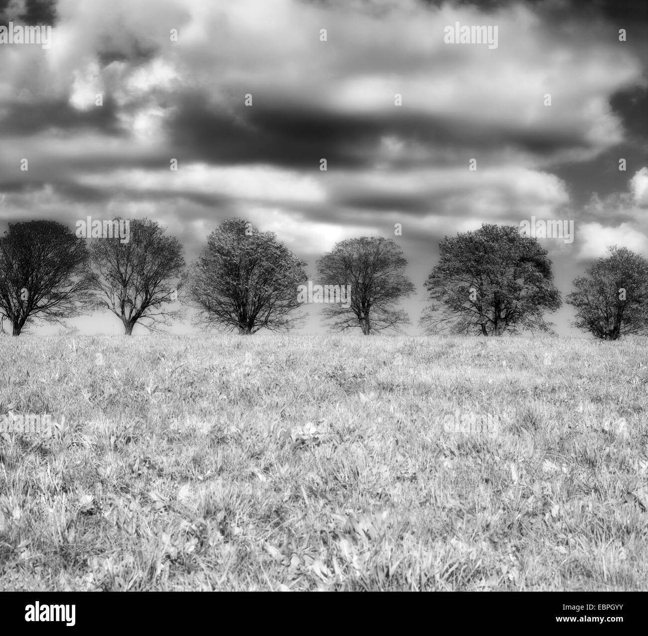 Fila di alberi con le nuvole, Meinerzhagen, Renania settentrionale-Vestfalia, Germania, Europa Foto Stock