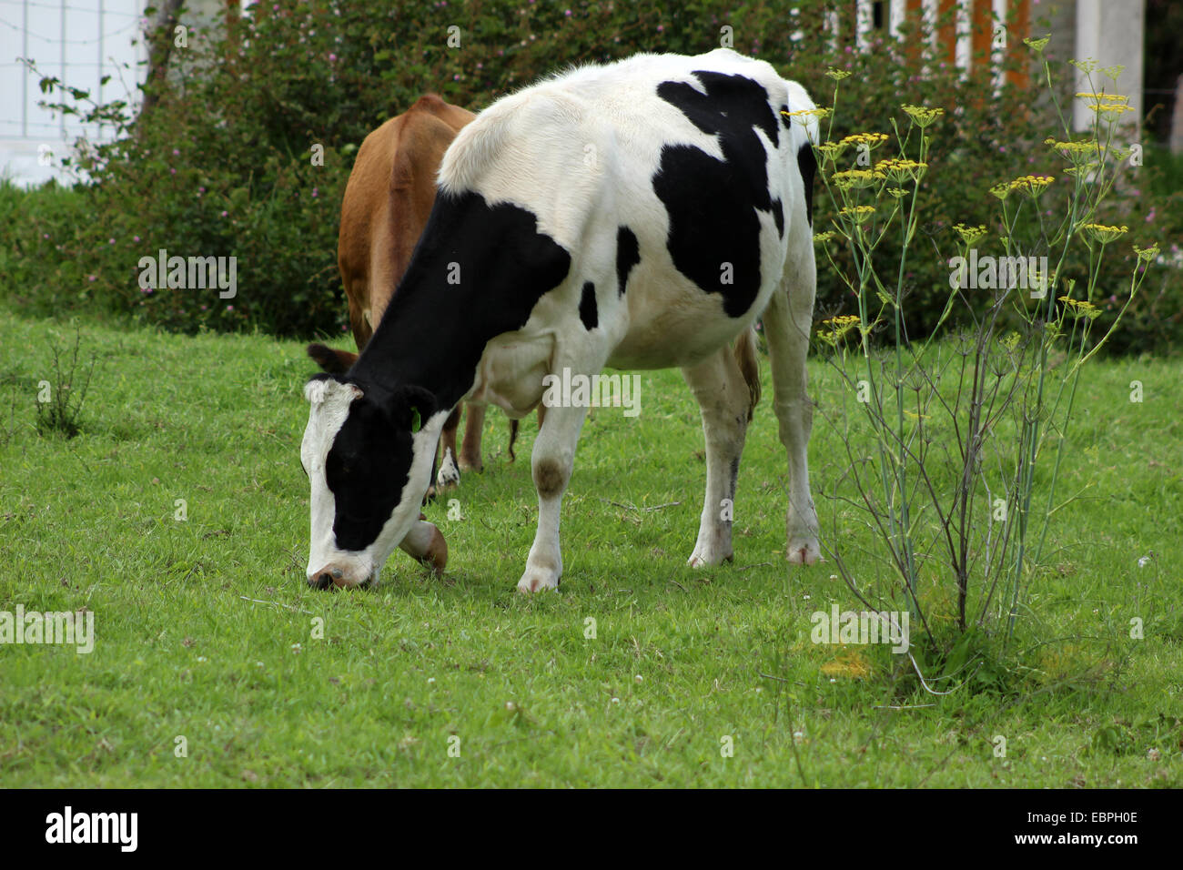 Una vacca Holstein in un pascolo di agricoltori in Cotacachi, Ecuador Foto Stock