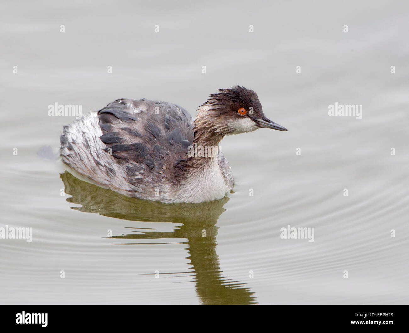 Eared Grebe Nel piumaggio invernale Foto Stock