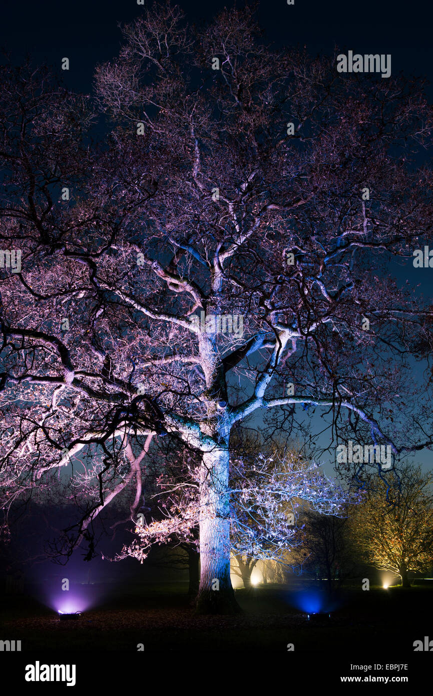 Natale incantato. Colorata illuminato di alberi a Westonbirt Arboretum, Gloucestershire, Inghilterra Foto Stock