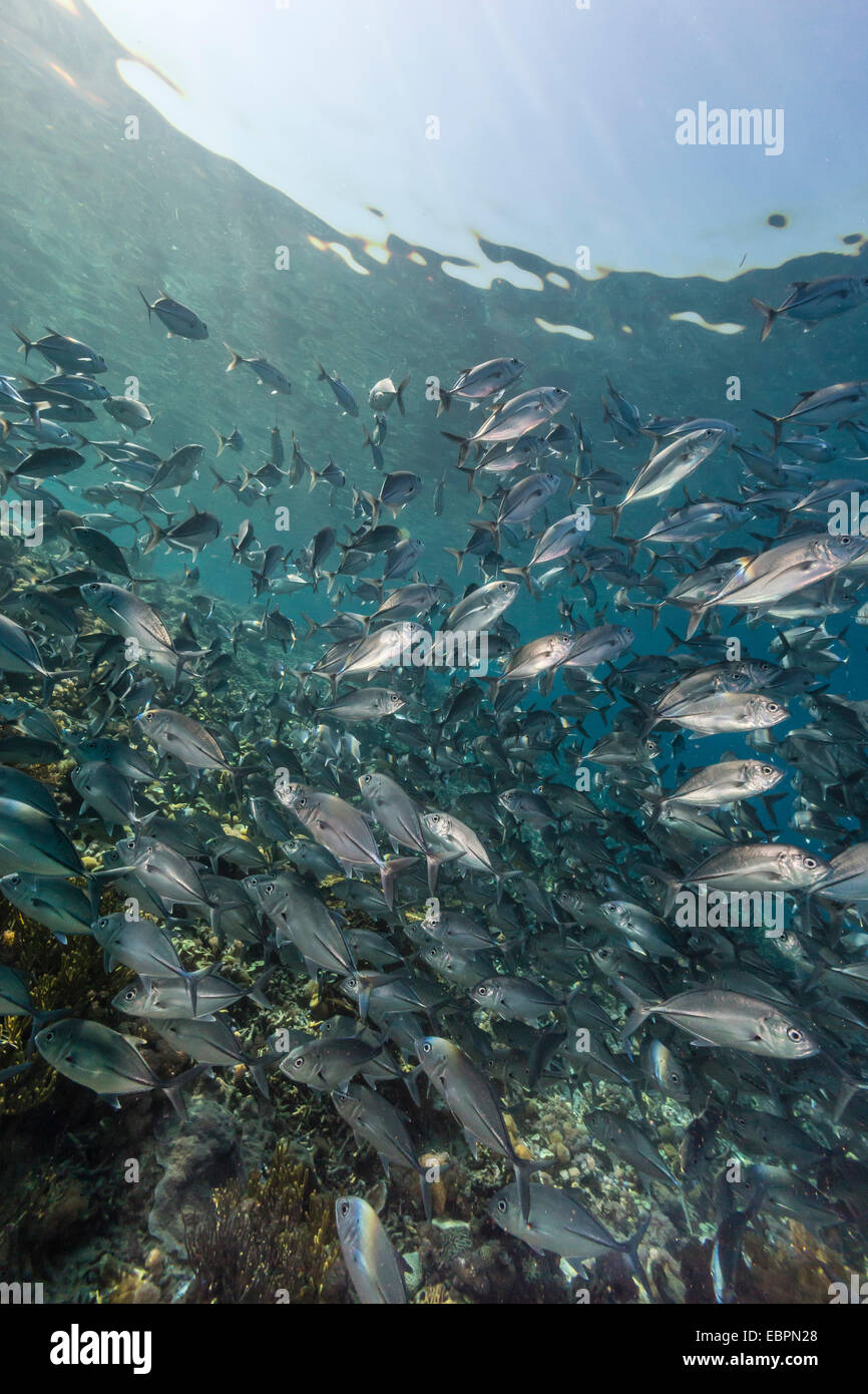 Una scuola di carangidi obeso (Caranx sexfasciatus), Sebayur isola, Isola di Komodo National Park, Indonesia, Asia sud-orientale, Asia Foto Stock