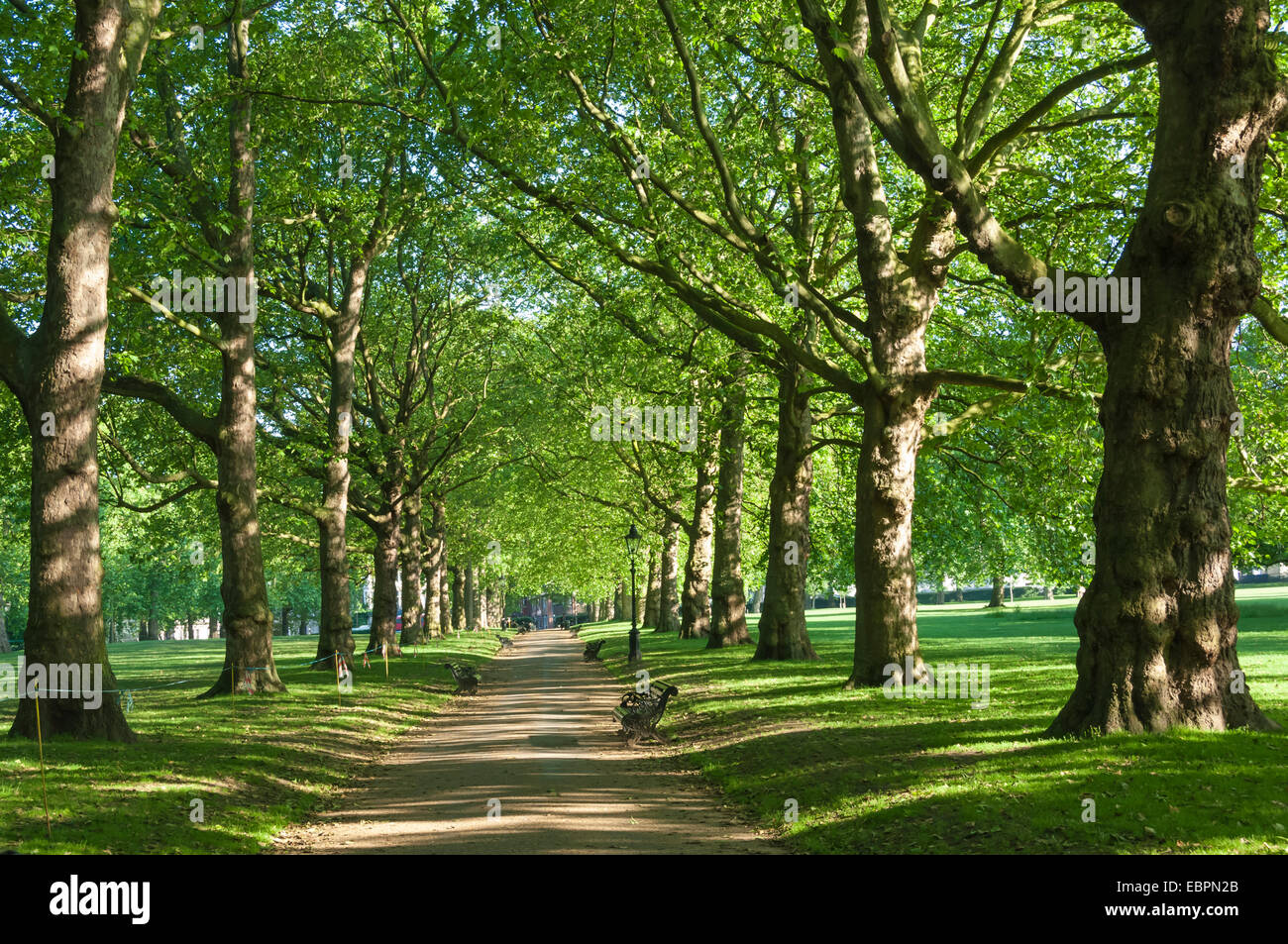Viale di alberi in Green Park, Londra, Inghilterra, Regno Unito, Europa Foto Stock